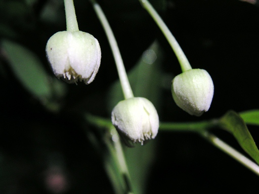 สะตีต้น Sloanea sigun (Blume) K.Schum.<br/>ELAEOCARPACEAE